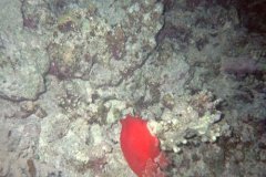u_sharm02_77