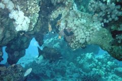u_sharm02_95