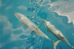 v_sharm02_174