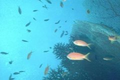 v_sharm02_60