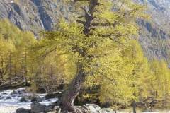 v_tessin03_31