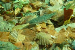 tessin_09_k1040208