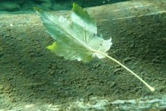 tessin_09_vk1040173