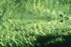 tessin_09_vk1040339