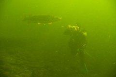 4_traun_d042
